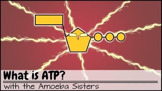 What is ATP [upl. by Ludwigg]