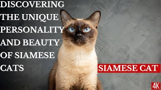 Discovering the Unique Personality and Beauty of Siamese Cats4KPETHEAVEN [upl. by Nallid]