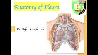 Anatomy of Pleura [upl. by Nosydam]