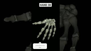 Hand anatomy innovation movement anatomyphysiology 3d muscle [upl. by Yaj]