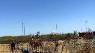 Ranch Sorting at Western Trails Ranch Morristown Arizona [upl. by Helsell]