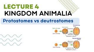 Protostomes vs deutrostomes cleavage spiral and radial kingdom Animalia [upl. by Anna-Diane]