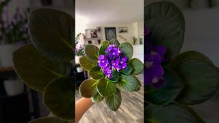 African Violet natureathome beautifulflower lovenaturebeauty [upl. by Eetsim]