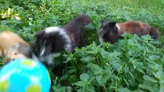 Shelties vs Big Blue Ball in the Bushes [upl. by Mcgean]