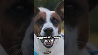 Recognizing Aggression in Dogs Key Signs to Watch For doglover [upl. by Gnos983]