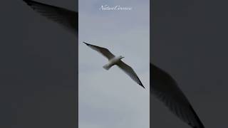 Beautiful wing span of a ring billed gull nature shorts [upl. by Knick]