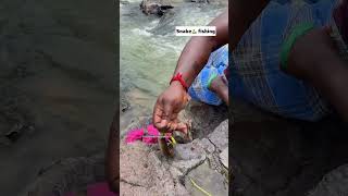 ✨Today ✅Hogenakkal Snake🐍 Fish Hunting🔱🎣 fishinglife viral hogenakkal ontrending shortsfeed [upl. by Soelch115]