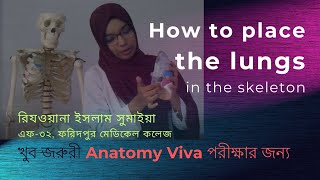 How to place the LUNGS in human skeleton খুব জরুরী Anatomy viva পরীক্ষার জন্য Anatomical position [upl. by Blasius74]