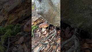 Boletus edulis in the beech forest porcini funghi mushroom boletus [upl. by Asilem]