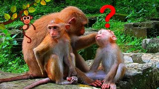 Oh No Why Mom What Going On With Tiny Baby We Million Love Cute Baby Monkey Great Monkey Footage [upl. by Einafats]