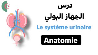 درس الجهاز البولي لطلبة شبه الطبيAnatomie dappareil urinaireدرس ملخص و شرح رائع بالعربيةالفرنسية [upl. by Fransis]