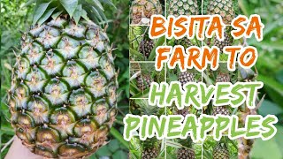 Bisita sa farm harvest tayo ng pinya [upl. by Jocelin]