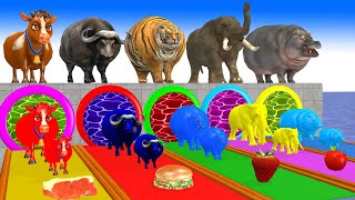 Paint Animals Cow Elephant BuffaloTiger Hippo Fountain Crossing Transformation Animals Cartoon [upl. by Rysler]