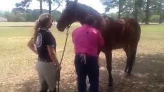 Horse Pain Relief Demonstration with Aculife Patches [upl. by Ecirtnas210]