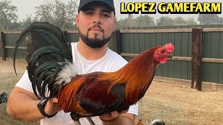 Col Givens Hatch Kelso Roundhead  LOPEZ FARM [upl. by Aneerehs491]