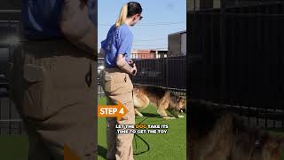 Avoid Sloppy Behavior Chains Here’s How dogtrainerlife yourdog dog rescuedog dogtrainerslife [upl. by Asirap]