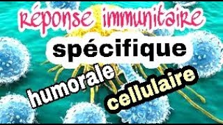 La réponse immunitaire spécifique à médiation humorale et à médiation cellulaire [upl. by Lirret486]