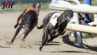 Greyhound Racing  Champions  Track race 686m 🏆 [upl. by Aimet]