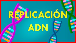 REPLICACIÓN del ADN  Explicacion FACÍL y RAPIDA [upl. by Mond815]