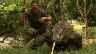 Largest Lizard on Earth  The Komodo Dragon  Deadly 60  Indonesia  Series 3  BBC [upl. by Inanuah]