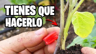 ¿Como HACER INJERTOS 3 NUEVOS que son MAGIA en Tus PLANTAS  La Huerta de Ivan [upl. by Arny]