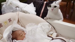 猫 赤ちゃんと初対面Cat First Meeting with Baby [upl. by Claus]