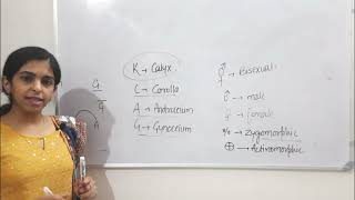 Morphology of Flowering plants  Part 3   Chapter 5 class 11th Biology biology cbse neet [upl. by Laureen419]