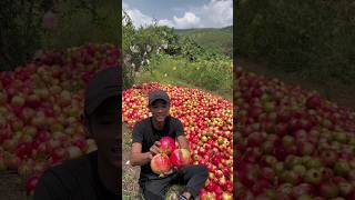 Amazing Peeling Skills Fresh Ripe Pomegranate Fruit with Rural Farmer satisfying shorts [upl. by Laersi]