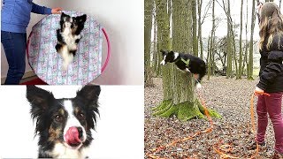 3 Hundetricks in 3 Minuten lernen  Tricktutorial Ep4 [upl. by Natassia]