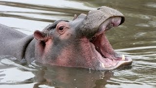 What Does a Hippo Say [upl. by Wappes]