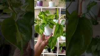 Philodendron Brasil Propagation  Propagate Philodendron From Cuttings shorts viral plants [upl. by Meibers]