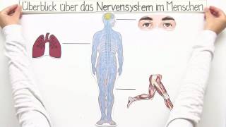 ZENTRALES UND PERIPHERES NERVENSYSTEM  Biologie  Biologie des Menschen Mittelstufe [upl. by Goode362]