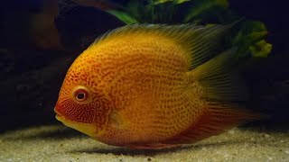 Red Spotted Severum  South American Cichlid [upl. by Ellsworth]