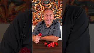 Ez a chili paprika KOra küld Trinidad Moruga Scorpion kibeszélő 1 rész 🔥🌶️ [upl. by Rabush264]