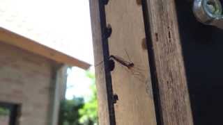 Parasitic wasp on insect hotel Ephialtes manifestator Stenarella domator [upl. by Whang397]