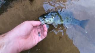 Flyfishing for Bartrams Bass in Northeast Georgia [upl. by Seluj355]