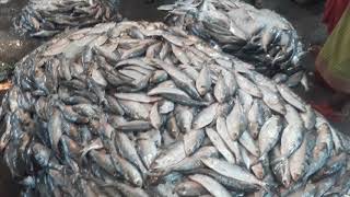 Chandpur Ilish fish Market  Famous hilsha fish market in Chandpur [upl. by Manoff845]