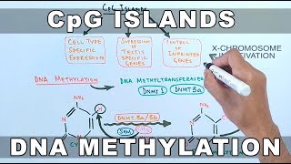 CpG Islands and DNA Methylation [upl. by Egwan662]