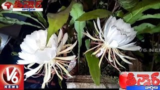 Brahma Kamalam Saussurea Obvallata Flower Blooms In Hyderabad  Teenmaar News  V6 News [upl. by Thay]