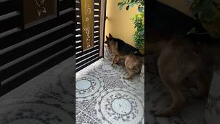 german shepherd dog barking  gsd barking  gsd dog barking  dog barking  puppy barking [upl. by Aiceled200]