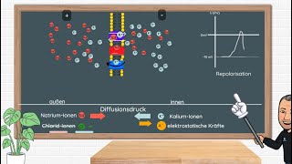 Das Aktionspotential  Erklärung und Anwendungsbeispiele in Klausuren Neurobiologie Oberstufe [upl. by Zerlina254]