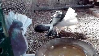 Fantail pigeons feeding their baby [upl. by Enortna]