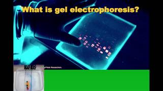 Biotechnology Intro and Gel Electrophoresis IB Biology [upl. by Froemming407]