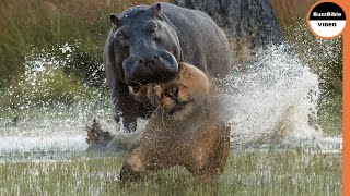 Territorial Hippo Pounces on a Lion With All Its Might [upl. by Mccall984]