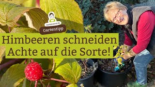 Wie und wann Himbeeren schneiden Auf diese Unterschiede solltest du achten [upl. by Nev]