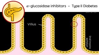 AlphaGlucosidase Inhibitors  Type 2 Diabetes revision video GCSE A Level University biology [upl. by Marice]