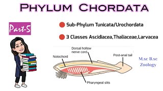 Part5 Classification of UrochordataTunicataSea Squirts3 ClassesAscidiacea Thaliaceae Larvacea [upl. by Anirehtak575]