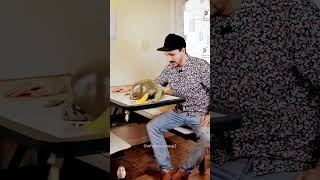 This Frog Big Celebrity reptiles pets shorts shortsfeed [upl. by Rugg]