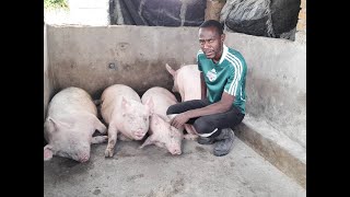 Catapulting youths into pig production  the story of Reward Mazorodze [upl. by Naes]