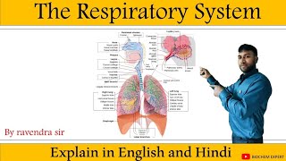 respiratory system anatomy amp physiology in HindiOrgan structure functions disorder of respiration [upl. by Ithsav]